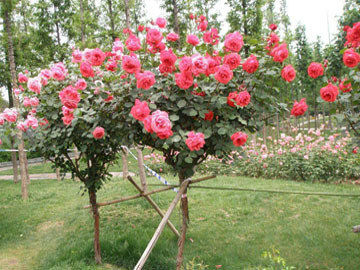 情人节畅销物“玫瑰”竟是切花月季！真玫瑰是谁？