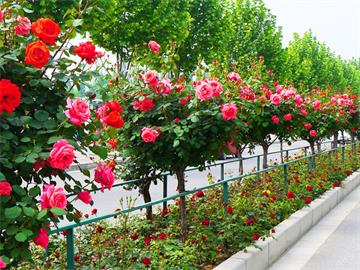 9月27日中国(青州)花卉博览交易会暨第17届山东省花卉交易会举办