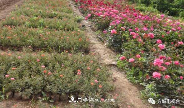 南阳方城县月季花卉苗木产业得到迅猛发展(图1)