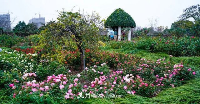 上海植物园内部分月季释放冬季魅力，观赏区还在不断优化中(图3)