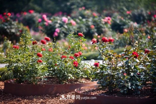 上海植物园内部分月季释放冬季魅力，观赏区还在不断优化中(图6)