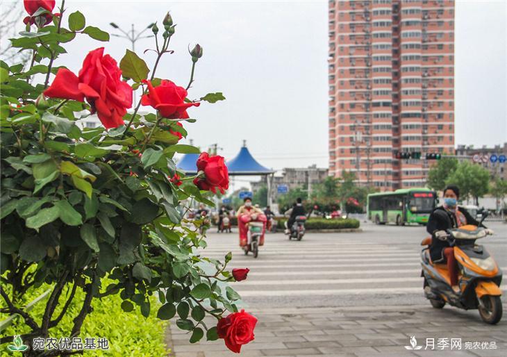 图说南阳：月季花开美 香飘南阳城(图2)