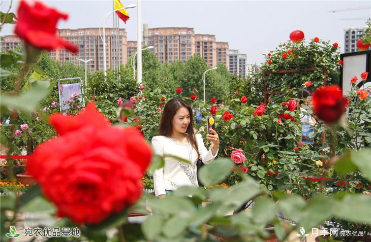 图说南阳：月季花开美 香飘南阳城(图5)