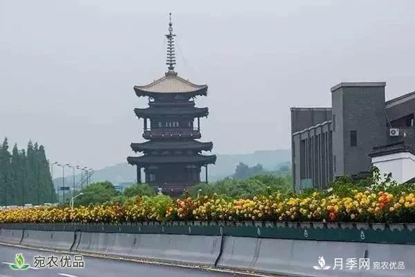 月季史诗，被中国70多个城市选为市花的月季，究竟有怎样的魅力？(图2)