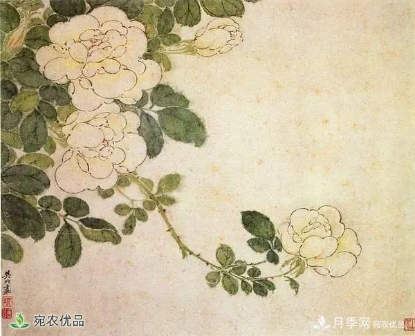 月季史诗，被中国70多个城市选为市花的月季，究竟有怎样的魅力？(图7)
