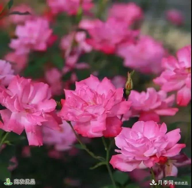 月季史诗，被中国70多个城市选为市花的月季，究竟有怎样的魅力？(图9)