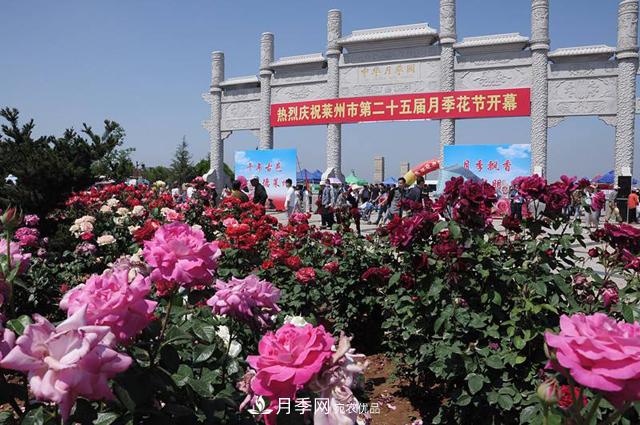 山东有三座城市以花闻名，除了菏泽牡丹平阴玫瑰，还有莱州月季之都(图2)