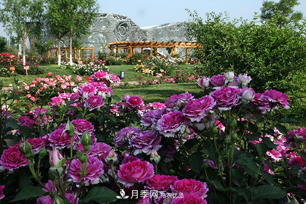 2020北京月季文化节5月18日开幕(图1)