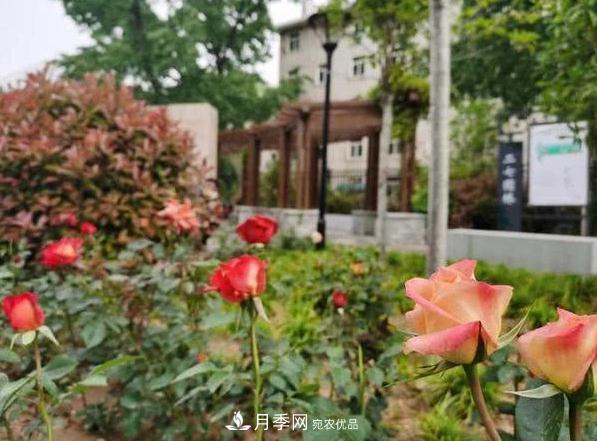让月季花开满全城！河南郑州将建多个月季景观主题公园！(图1)