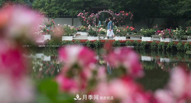 杭州月季缤纷 第八届杭州西湖月季花精品展(图2)