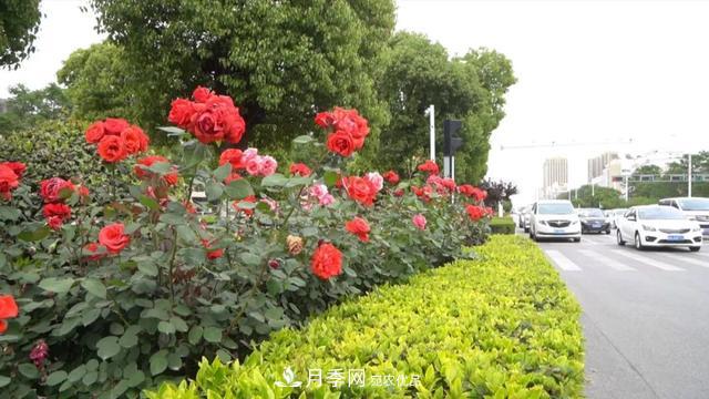第十届中国月季展览会将于9月在安徽阜阳举办(图3)