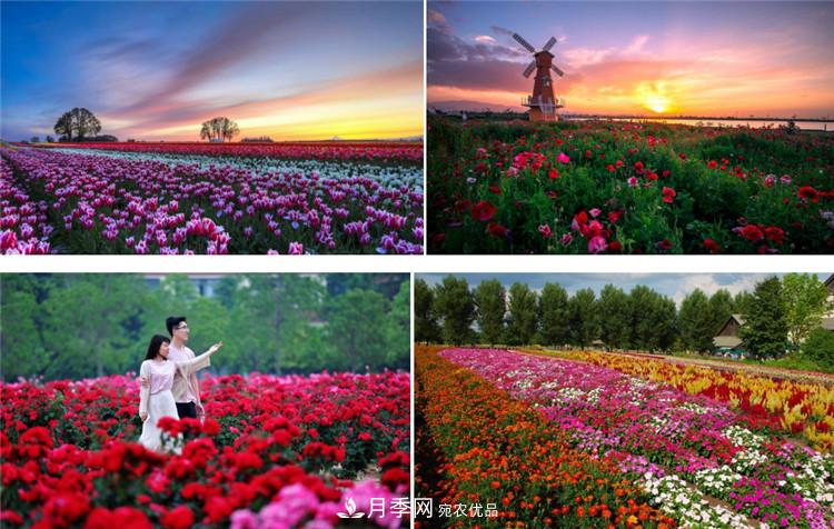 被称京南最美花园 河北沧州肃宁国际月季博览园大观(图1)