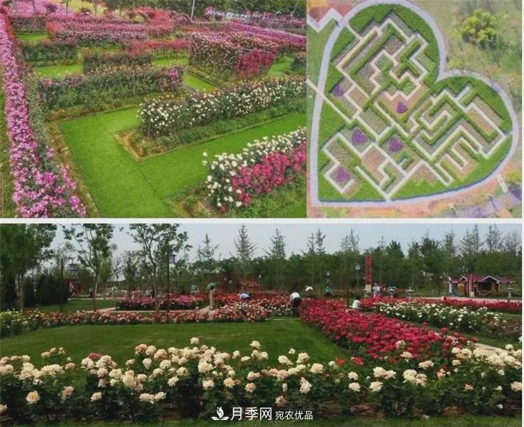 被称京南最美花园 河北沧州肃宁国际月季博览园大观(图3)