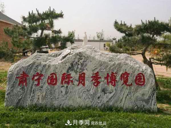 被称京南最美花园 河北沧州肃宁国际月季博览园大观(图14)
