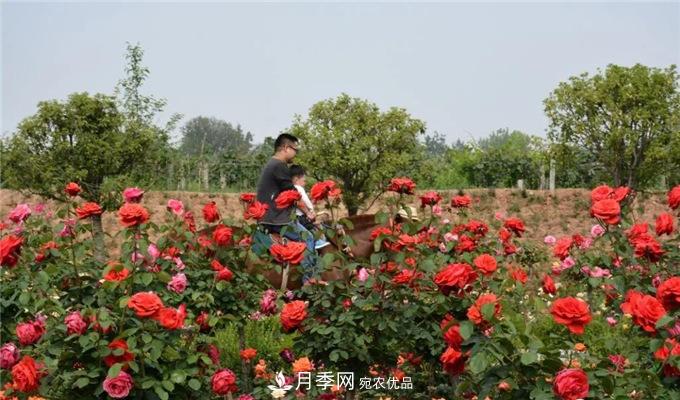 赏月季 南阳西峡县黄狮月季文化园更让人流连忘返(图2)