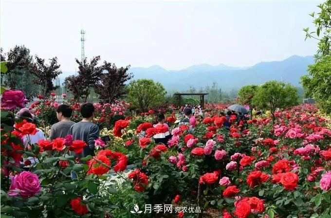 赏月季 南阳西峡县黄狮月季文化园更让人流连忘返(图4)