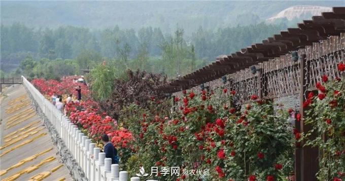 赏月季 南阳西峡县黄狮月季文化园更让人流连忘返(图6)