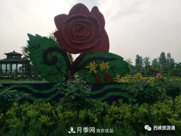 赏月季 南阳西峡县黄狮月季文化园更让人流连忘返(图1)