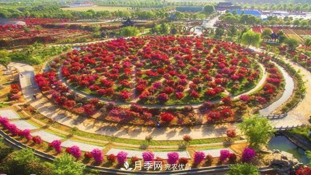 中国十大月季园盘点！赏月季不能错过(图2)
