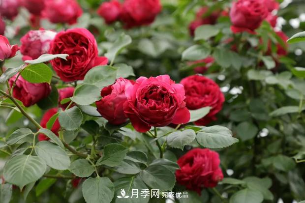 龙沙宝石的栽种修剪方法(图1)