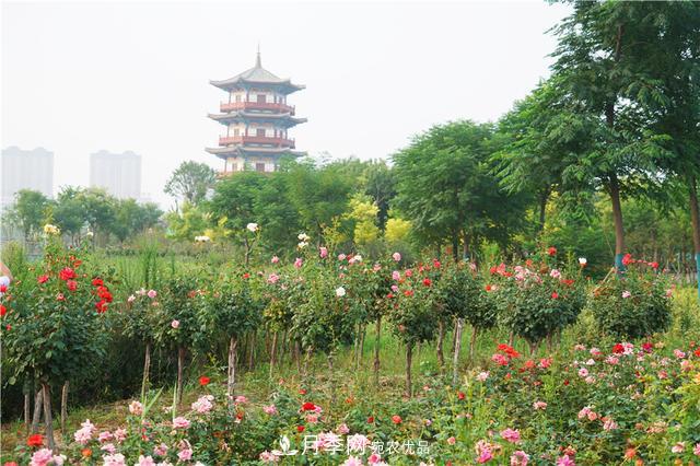 山东济南的后花园，童话般月季花王国，300亩900个品种月季花盛放(图5)