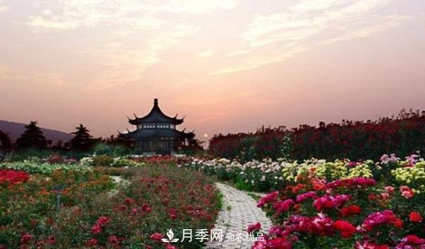 中国月季园打造“世界月季王台”(图1)