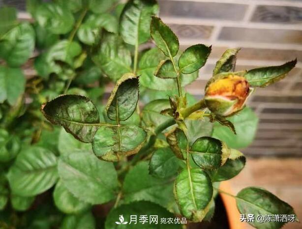 10种月季常见病虫害识别及用药