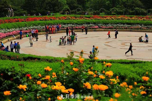 北京植物园树状月季花盛开，观赏效果超级赞！(图1)