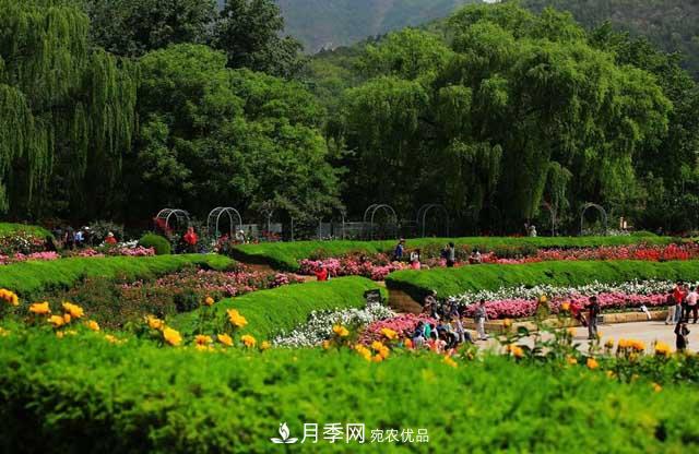 北京植物园树状月季花盛开，观赏效果超级赞！(图3)