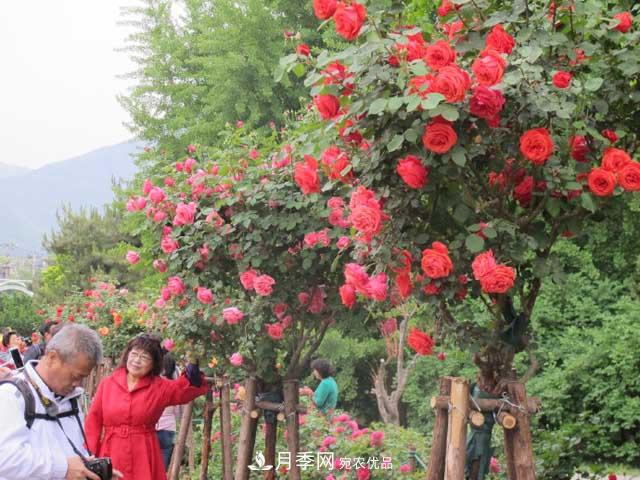 北京植物园树状月季花盛开，观赏效果超级赞！(图4)