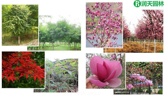 名贵苗木图谱：花姿婀娜紫玉兰树和形如鸡爪鸡爪槭树与价格(图3)
