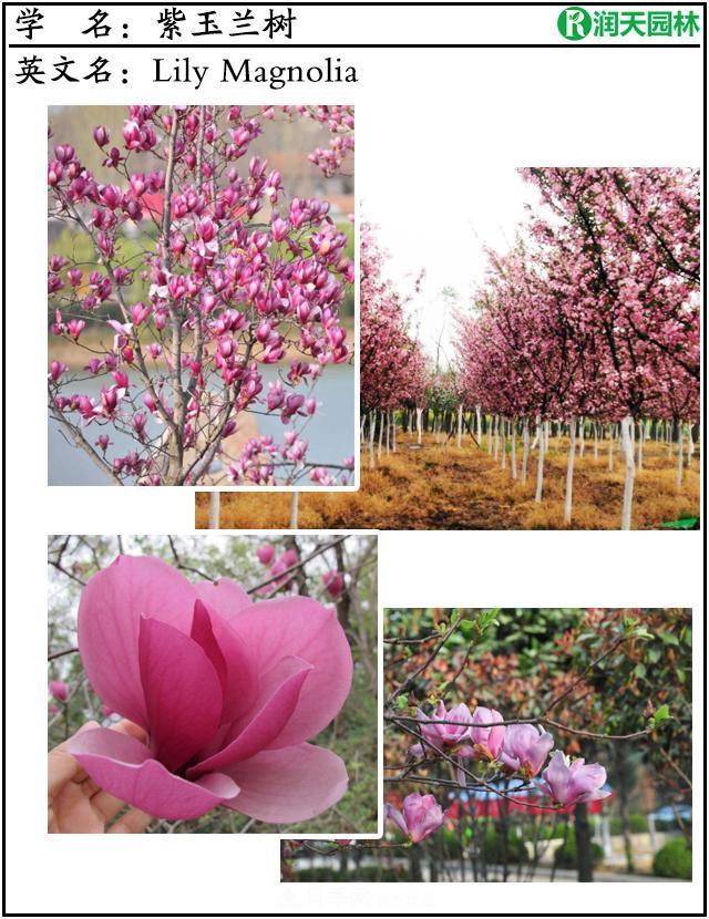 名贵苗木图谱：花姿婀娜紫玉兰树和形如鸡爪鸡爪槭树与价格(图1)