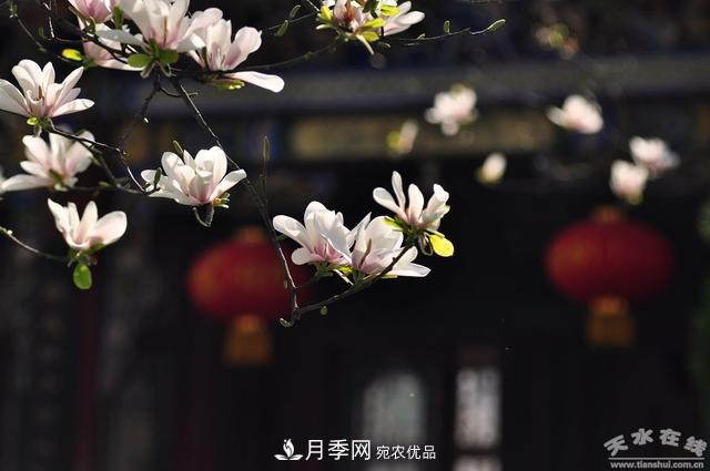 天水“双玉兰”，中国最有文化的千年玉兰树(图3)