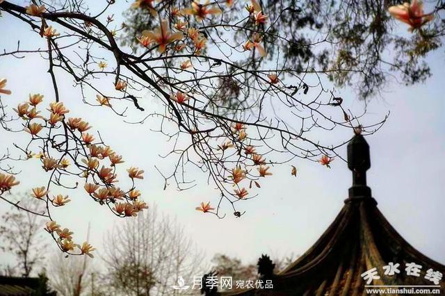 天水“双玉兰”，中国最有文化的千年玉兰树(图4)