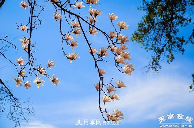 天水“双玉兰”，中国最有文化的千年玉兰树(图6)