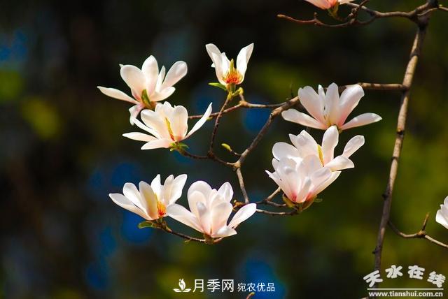 天水“双玉兰”，中国最有文化的千年玉兰树(图8)