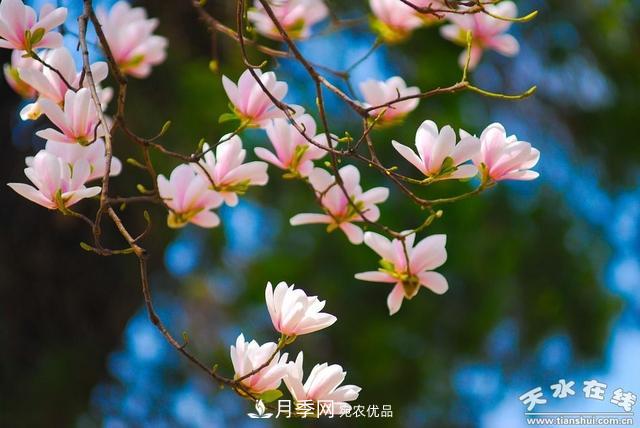 天水“双玉兰”，中国最有文化的千年玉兰树(图9)