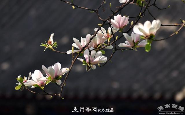天水“双玉兰”，中国最有文化的千年玉兰树(图10)