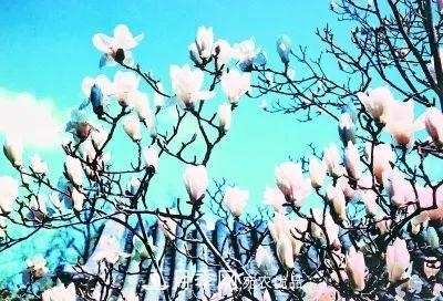 玉兰为何被称为“望春花”？北京最老的玉兰树在哪里？(图2)