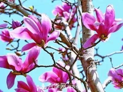 玉兰为何被称为“望春花”？北京最老的玉兰树在哪里？(图1)