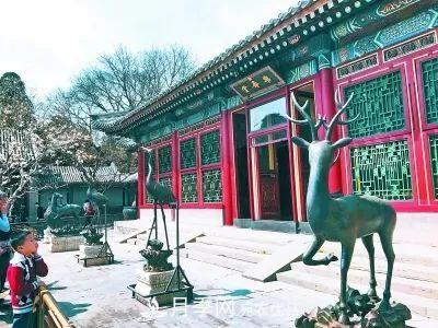 玉兰为何被称为“望春花”？北京最老的玉兰树在哪里？(图5)