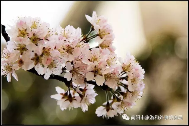 南阳旅游大发展：月季树艺 齐争芬芳 百花开放 满园春色(图5)
