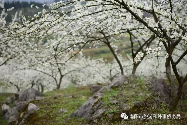南阳旅游大发展：月季树艺 齐争芬芳 百花开放 满园春色(图7)