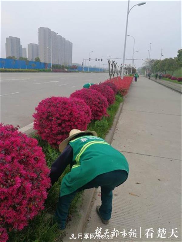 2019年武汉绿化成绩单：建成303公里绿道，新栽月季100万株……(图1)