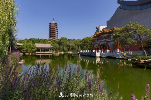今夏到北京丰台，看亭台楼阁，赏各色月季(图3)