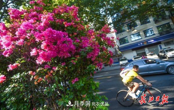 湖北武汉百万株月季“理发”，国庆节前将绽放街头(图6)