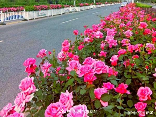 安徽铜陵公路旁种满“高级月季”，大家说太漂亮，绕路也要去看花(图1)