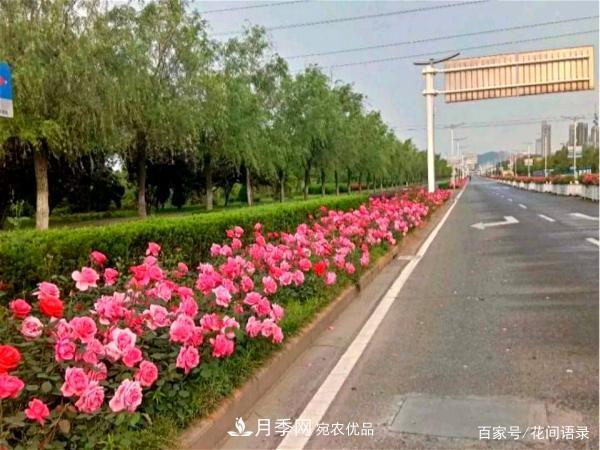 安徽铜陵公路旁种满“高级月季”，大家说太漂亮，绕路也要去看花(图5)