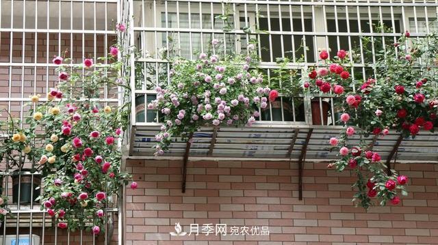 上海发布《窗阳台绿化推荐植物名录》，月季花在列，好不好养来看看(图2)