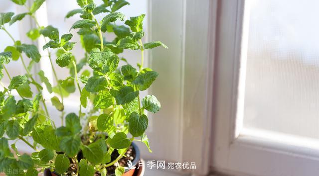 上海发布《窗阳台绿化推荐植物名录》，月季花在列，好不好养来看看(图6)